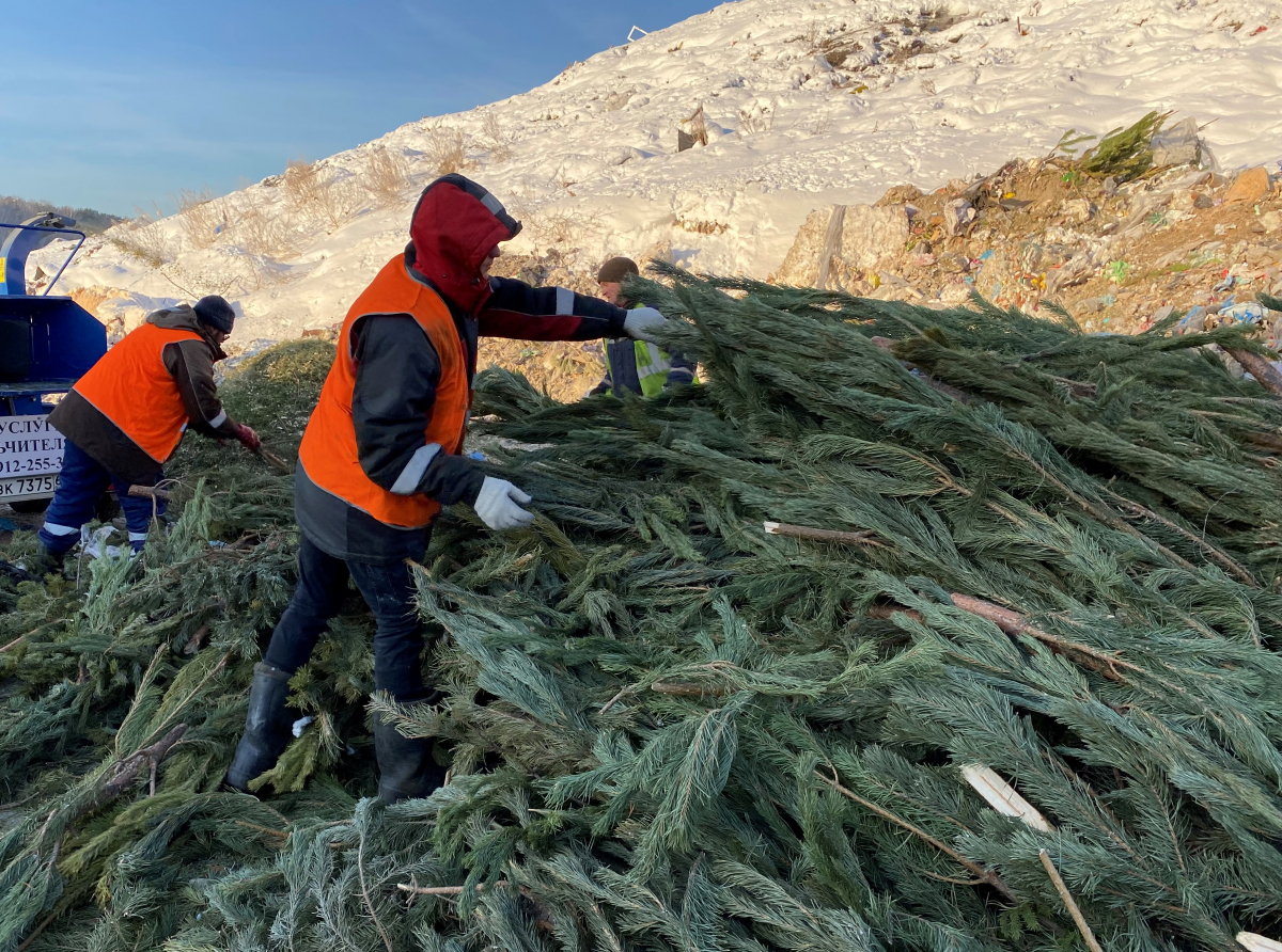Фото ЕМУП "Спецавтобаза". Хвойные деревья раздробят на специальной установке в щепу,