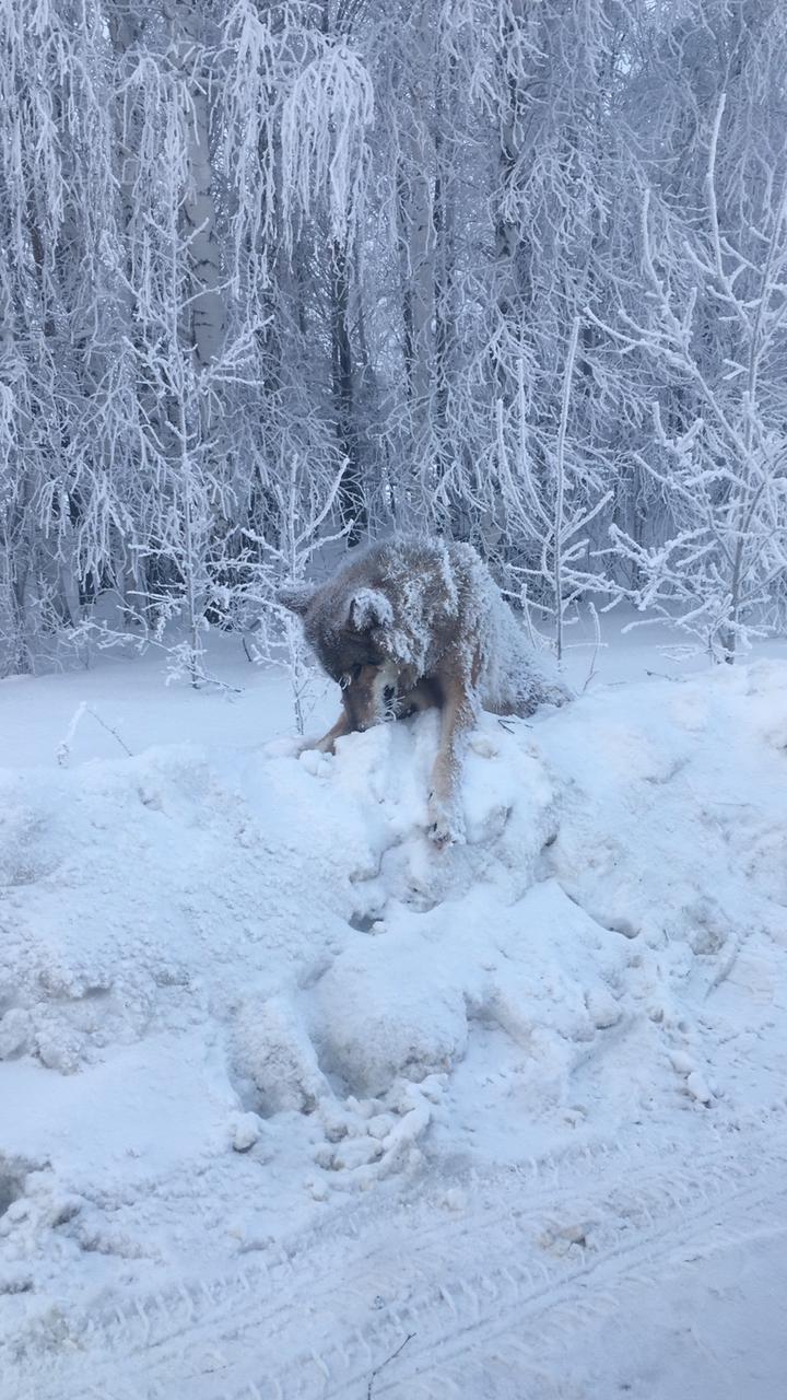 Волки в чаще сыты и не замерзли