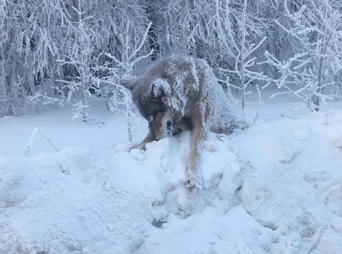 Это фото распространяется в сети Интернет