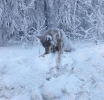 Волки в чаще сыты и не замерзли