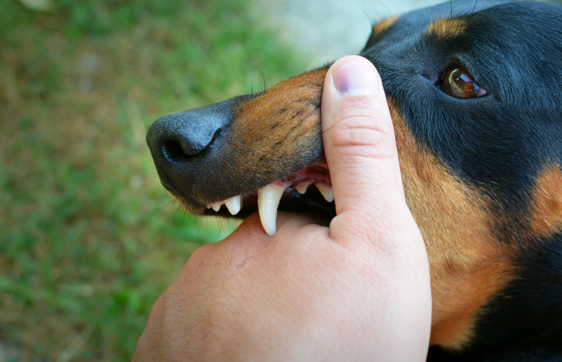 Фото с сайта https://ru.freepik.com/free-photo/vicious-dog-showing-teeth.Свердловская область является стационарно неблагополучной территорией по бешенству.