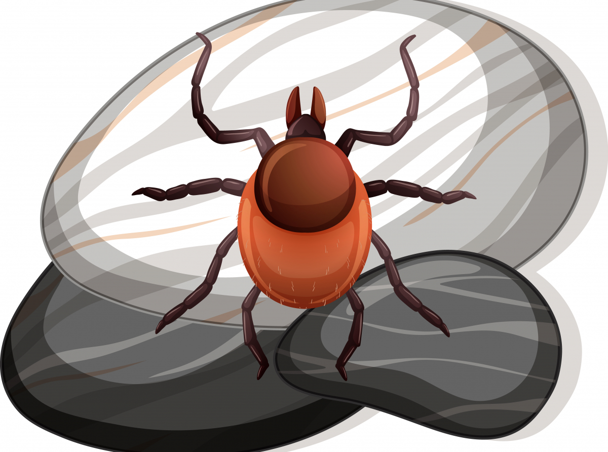 Фото с сайта https://ru.freepik.com/ Пора идти на прививку. В прошлом году клещи были очень активны.