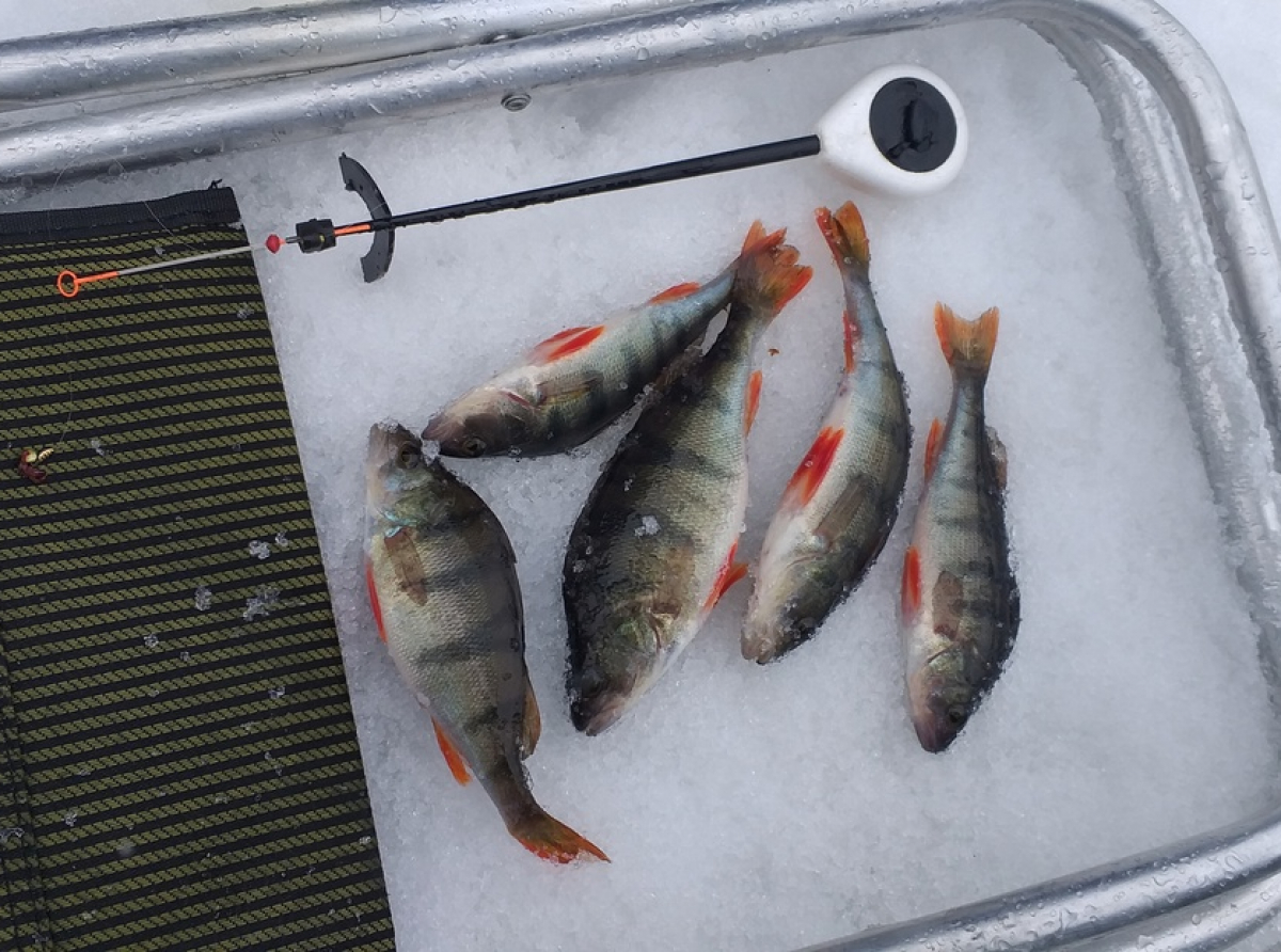 Фото: Алексей Рожков