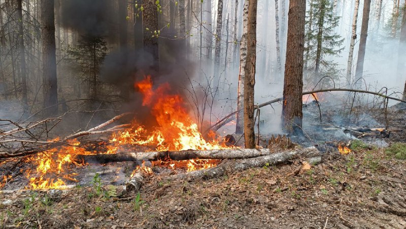 Лесные пожары продолжают тушить
