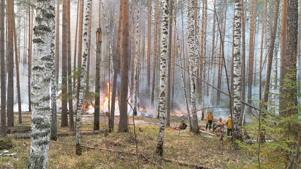 Лесные пожары тушат, но они появляются снова