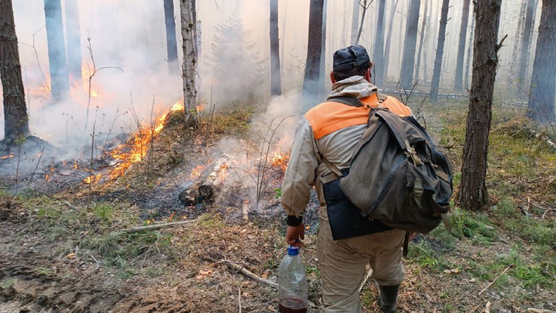 Укрощение огня: тяжелая работа в горящем лесу