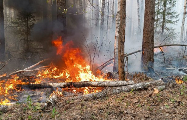 Фото из архива редакции. По данным министерства природных ресурсов и экологии Свердловской области, в 2023 году в регионе лесными пожарами затронуты территории всех 30 подведомственных лесничеств.