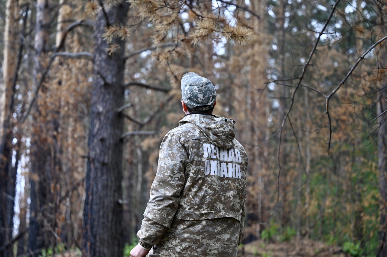 Минприроды Свердловской области добилось снижения уровня объёма незаконных рубок более чем в 1,5 раза