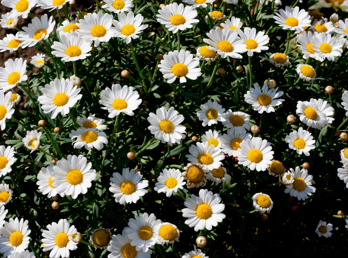 Фото с сайта Фото с сайта https://ru.freepik.com/