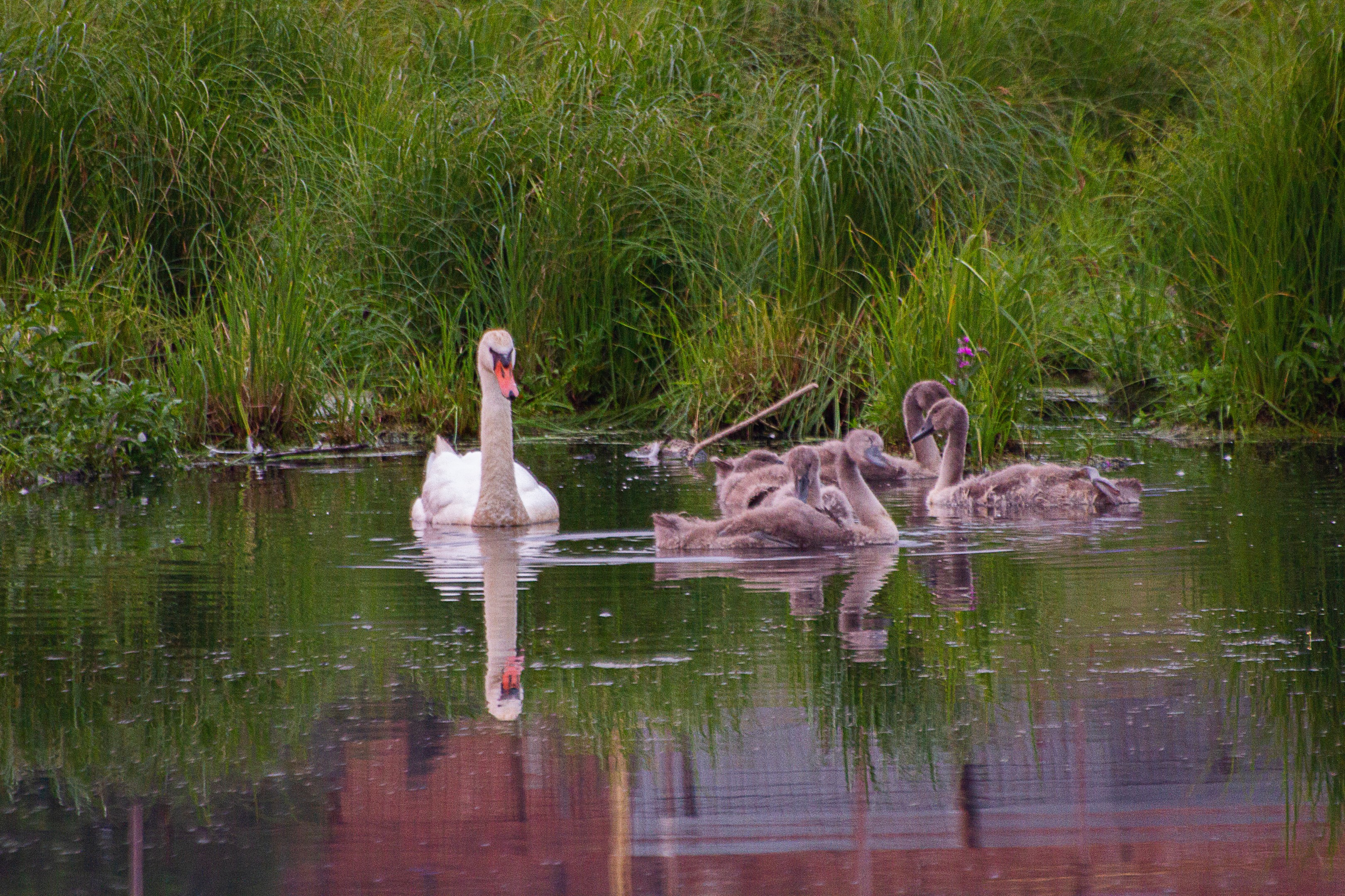Мечтают полететь быстрее