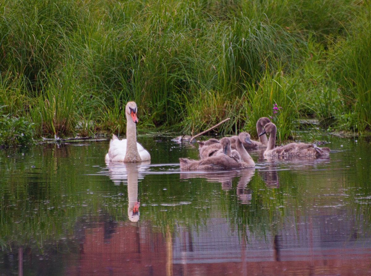 Фото Екатерины Богомоловой. Малыши подросли и вместе с родителями осваивают речные просторы
