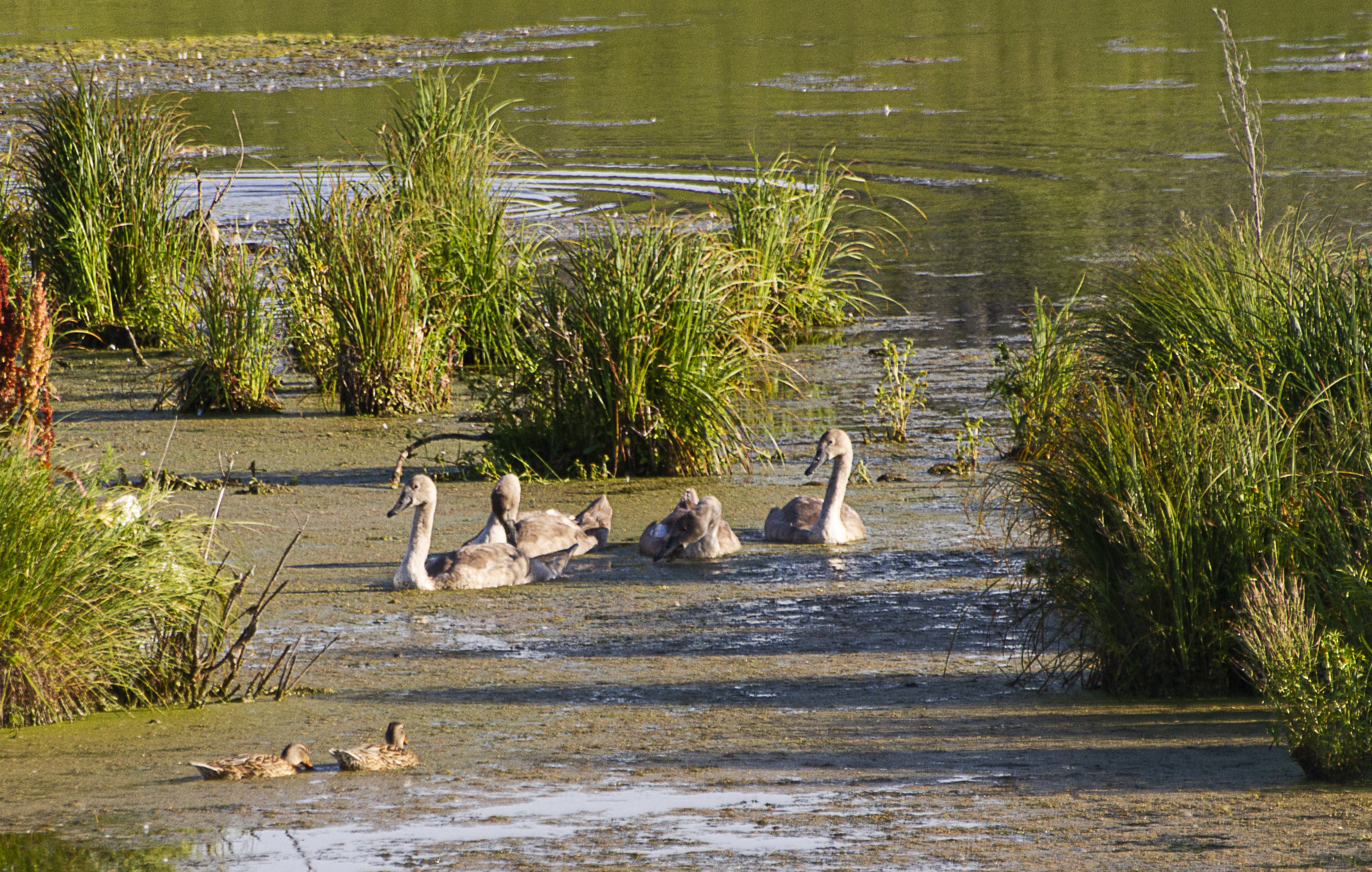Подростки в перьях
