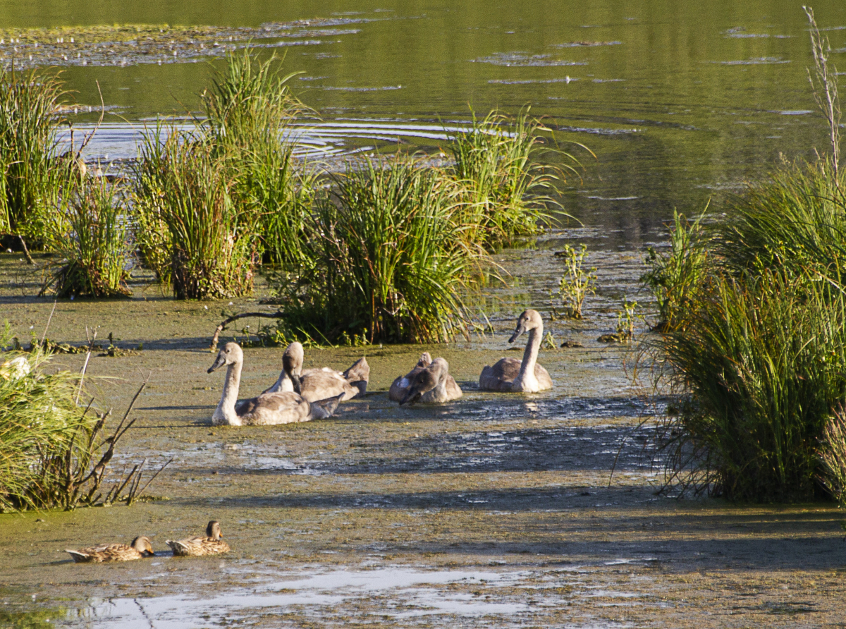 Фото Екатерины Богомоловой. Повзрослевшие птенцы показывают свой характер.