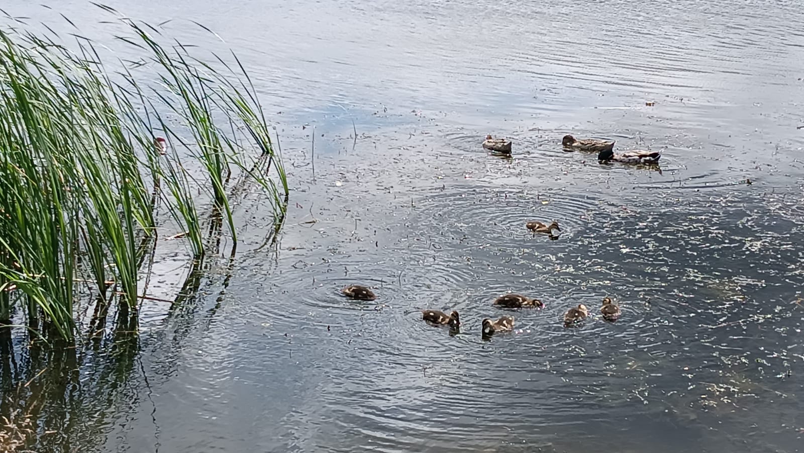 Артемовцы открыли сезон охоты