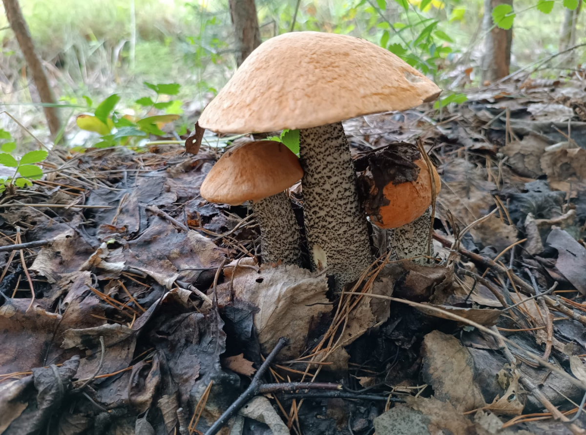 Фото: Василий Ергашев.