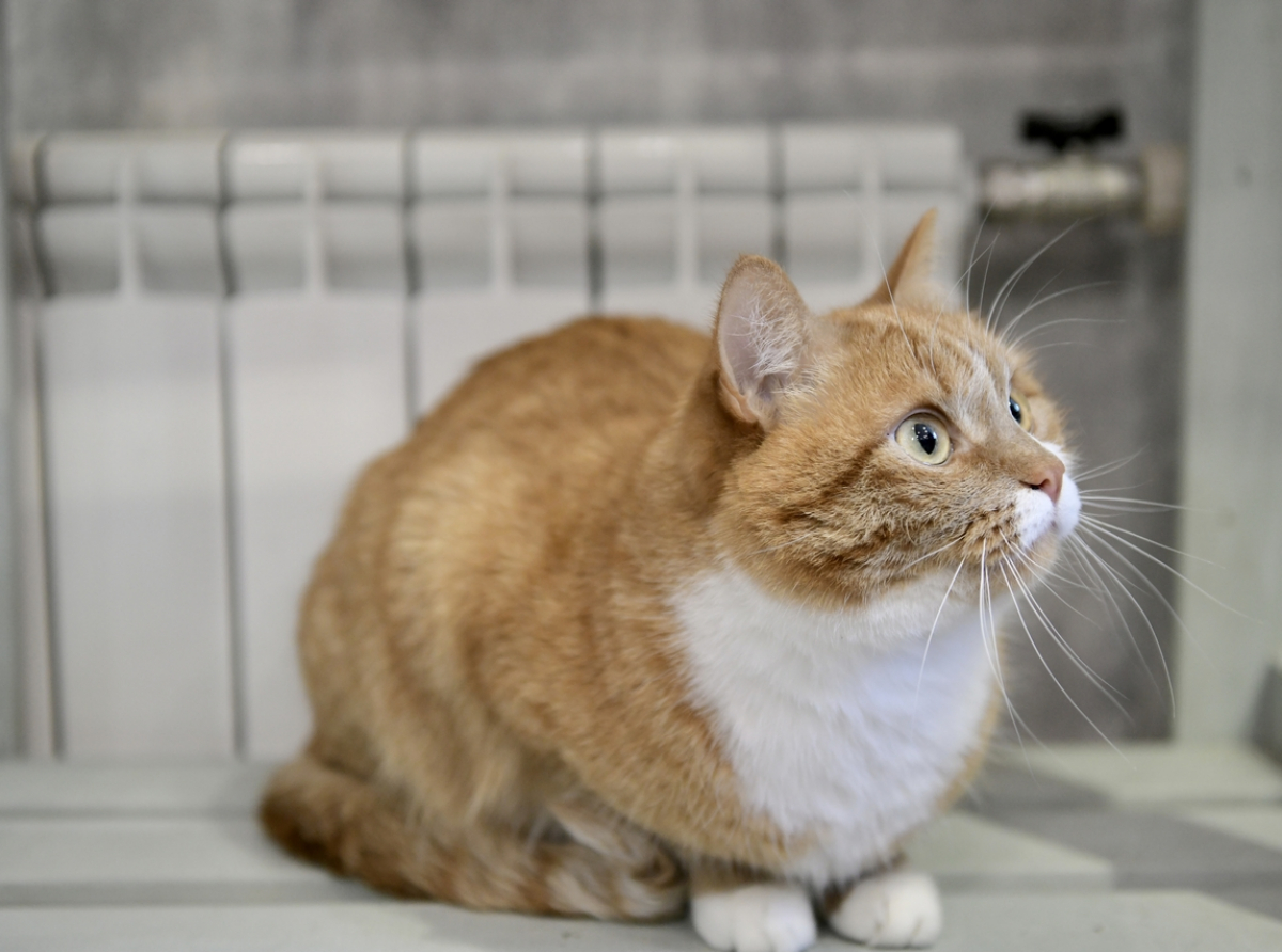 Фото ДИП Свердловской области.