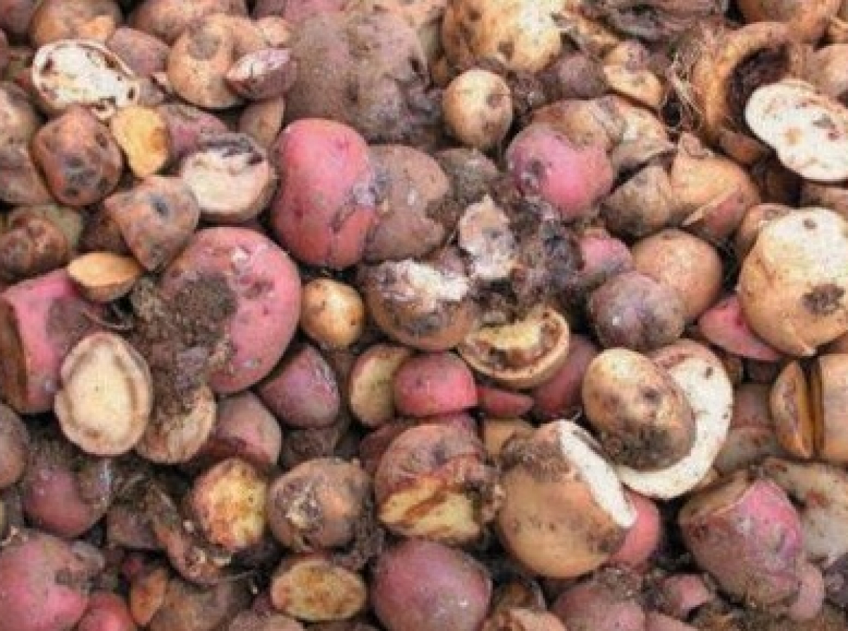 Фото с сайта Управления Россельхознадзора