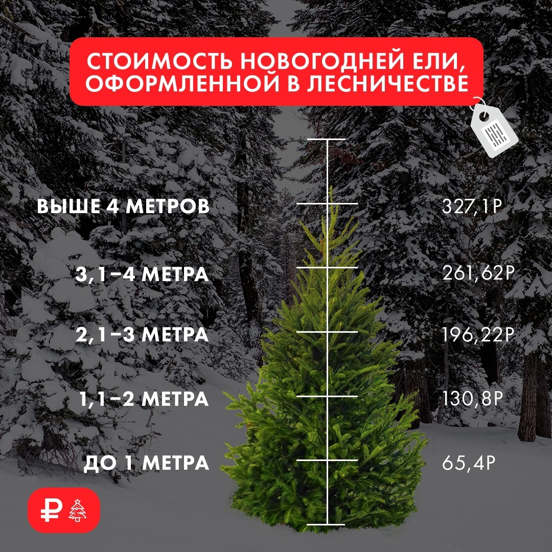 Время подумать о елке для новогодних праздников