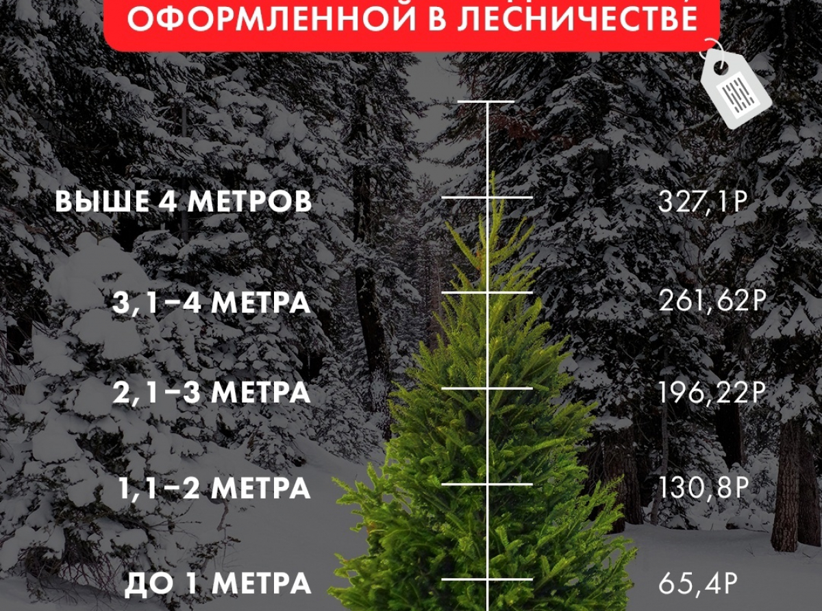 Время подумать о елке для новогодних праздников