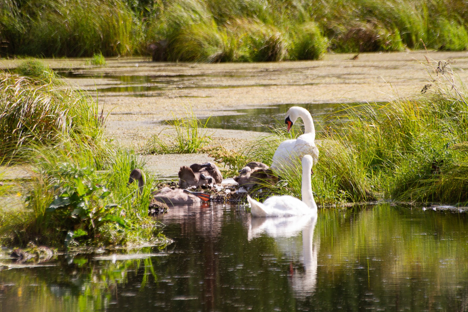 Лебедята взрослеют: надо встать на крыло и готовиться к перелету