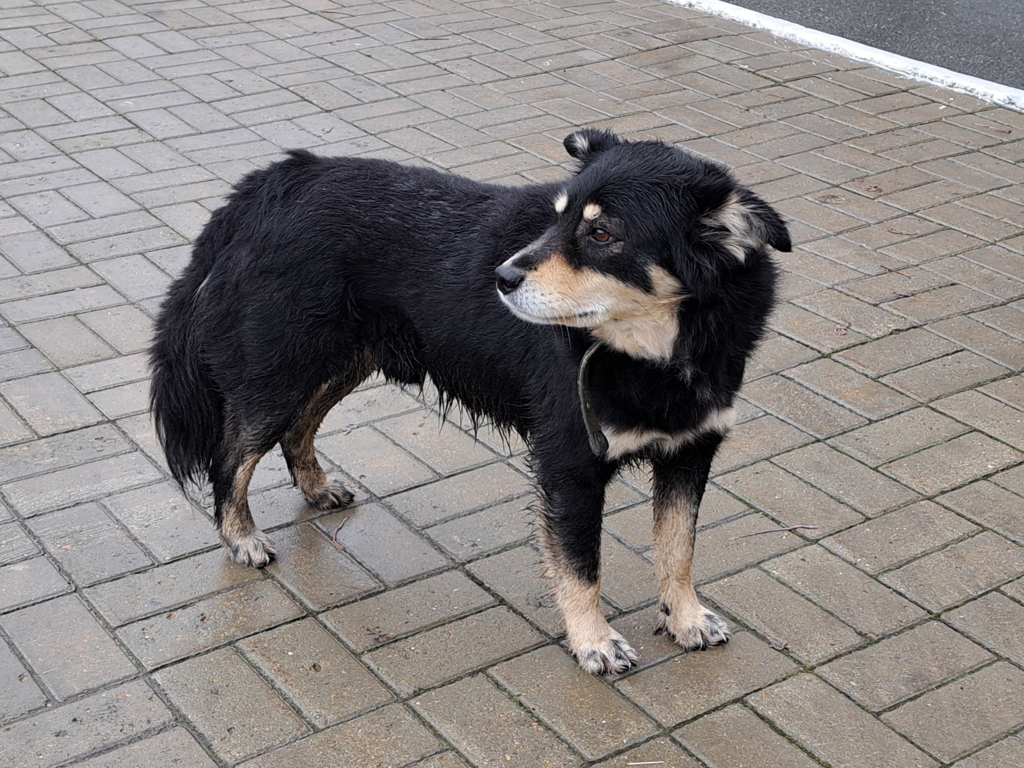 Ветеринарная служба всегда на защите