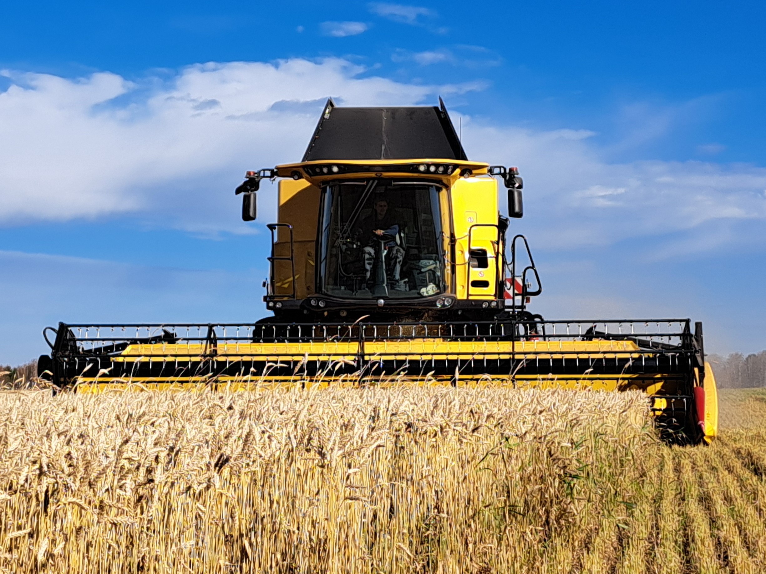 Сбор урожая идет полным ходом: рапс, горох и ячмень уже убраны