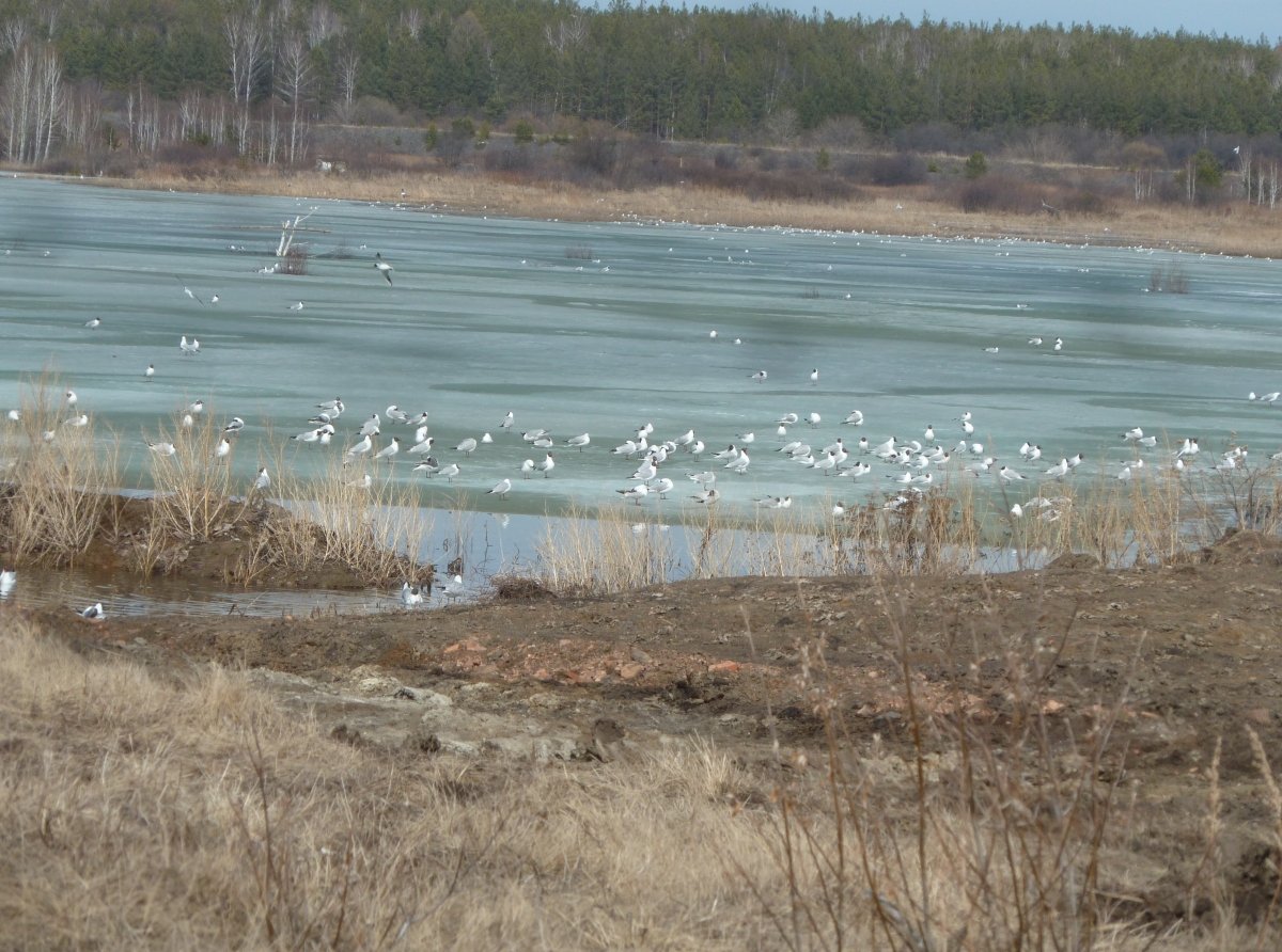 Фото: архив "АР". Уровень подземных вод на территории у садов контролируется.