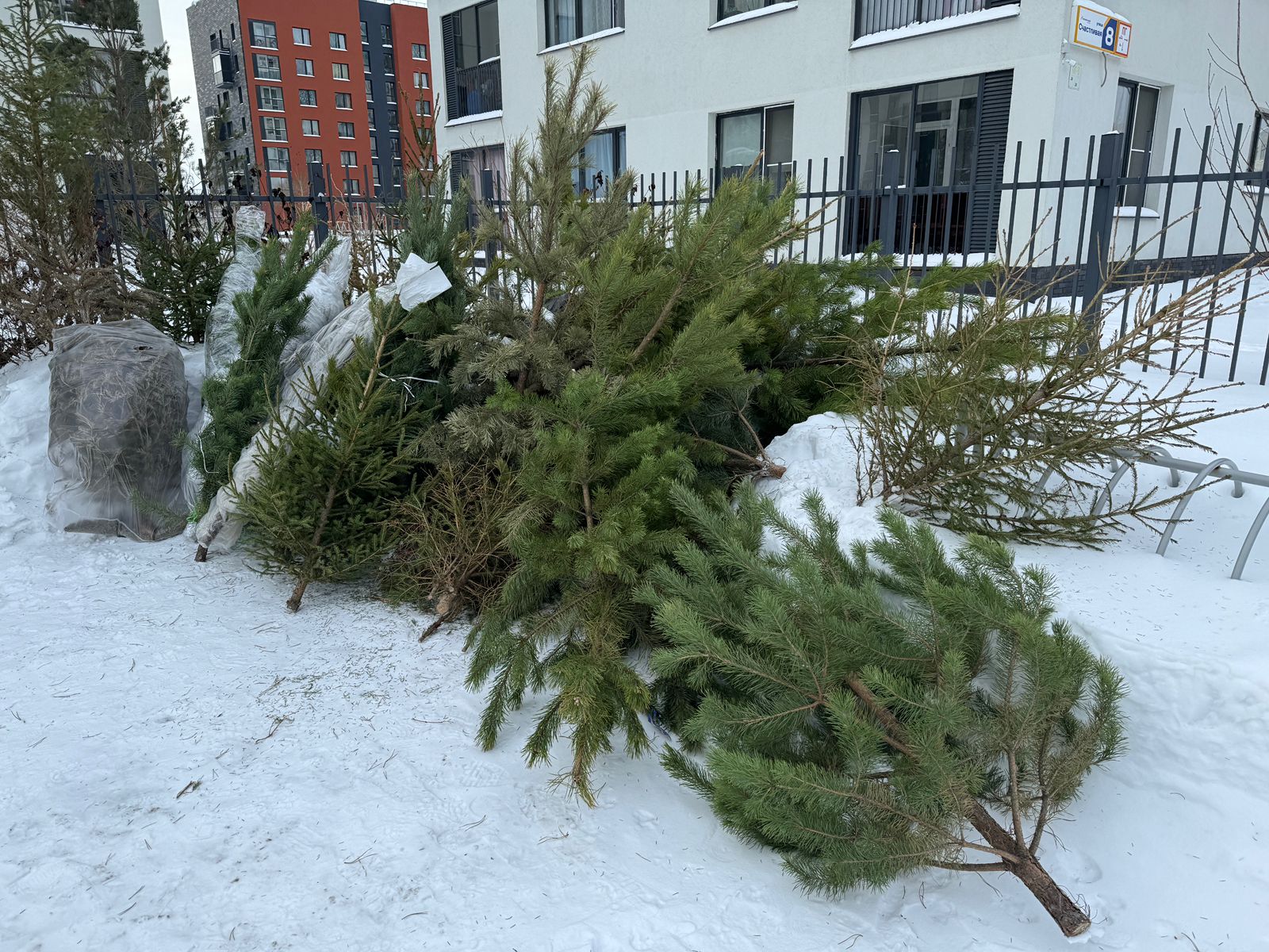 «Спецавтобаза» начинает сбор новогодних елей на переработку