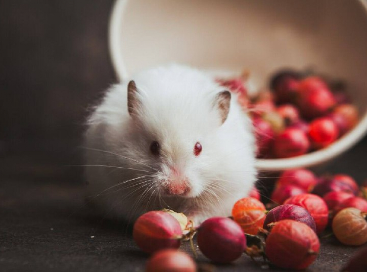 Фото: https://ru.freepik.com/free-photo/