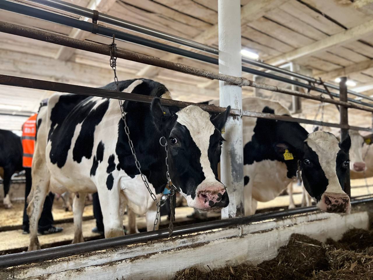 Состязание на ферме: доим, доим, наливаем!