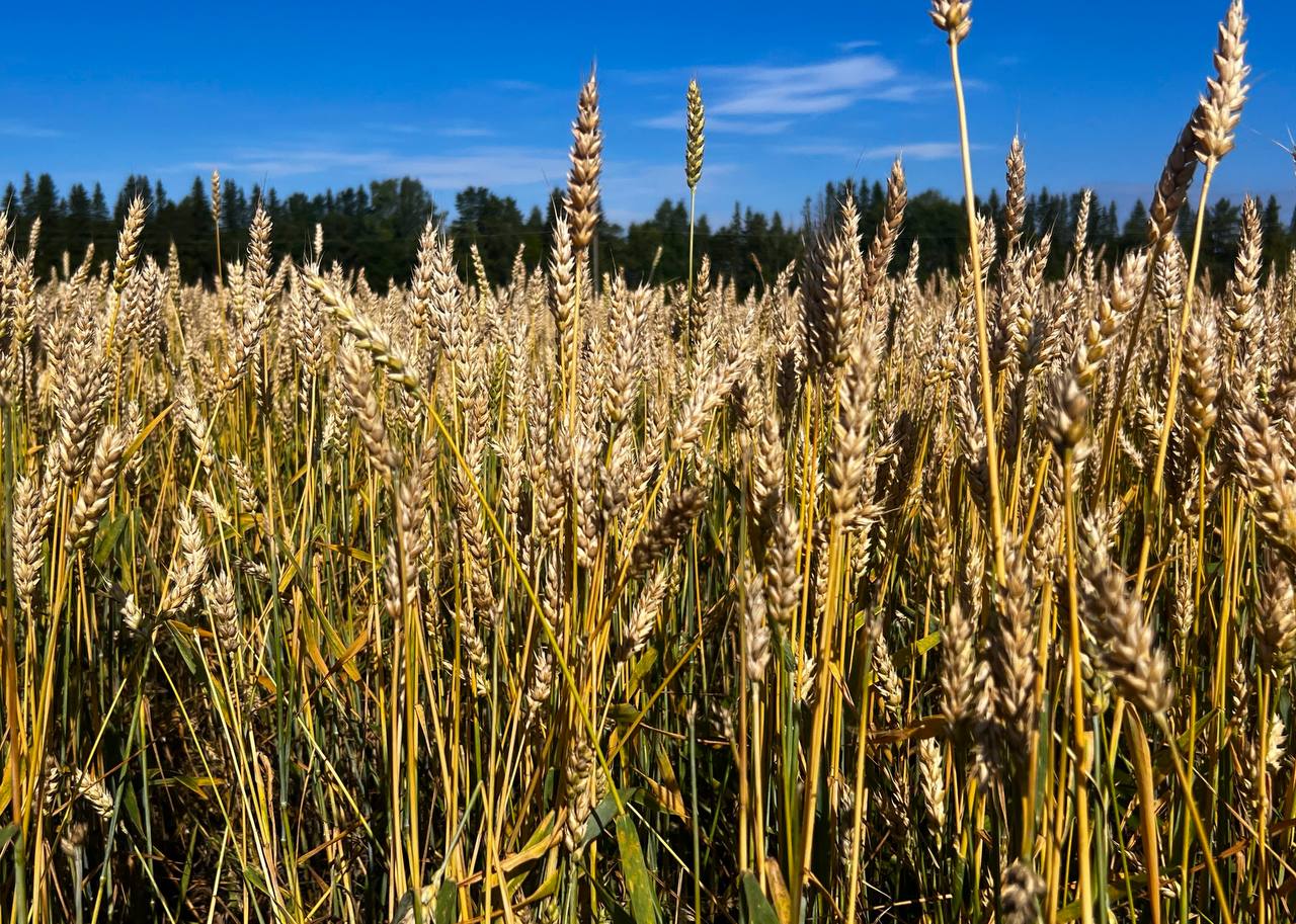 Денис Паслер отметил успехи свердловских селекционеров