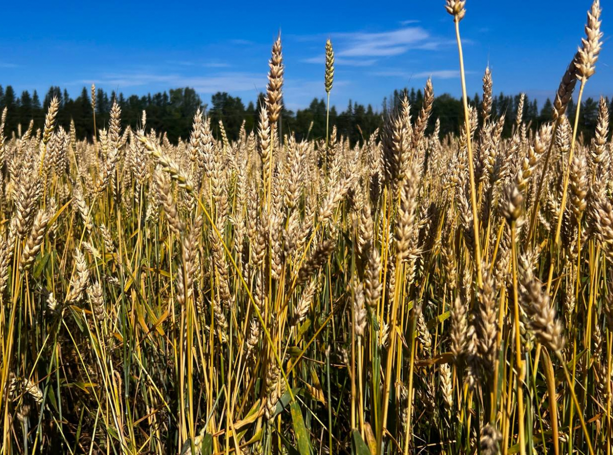 Фото предоставлено ДИП