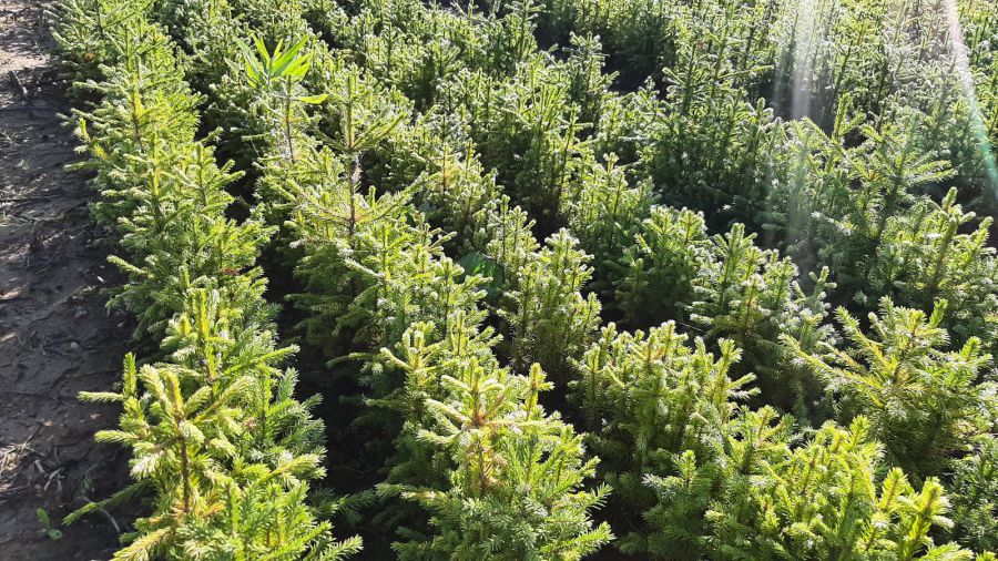 В Свердловской области восстановят 32 тысячи гектаров леса