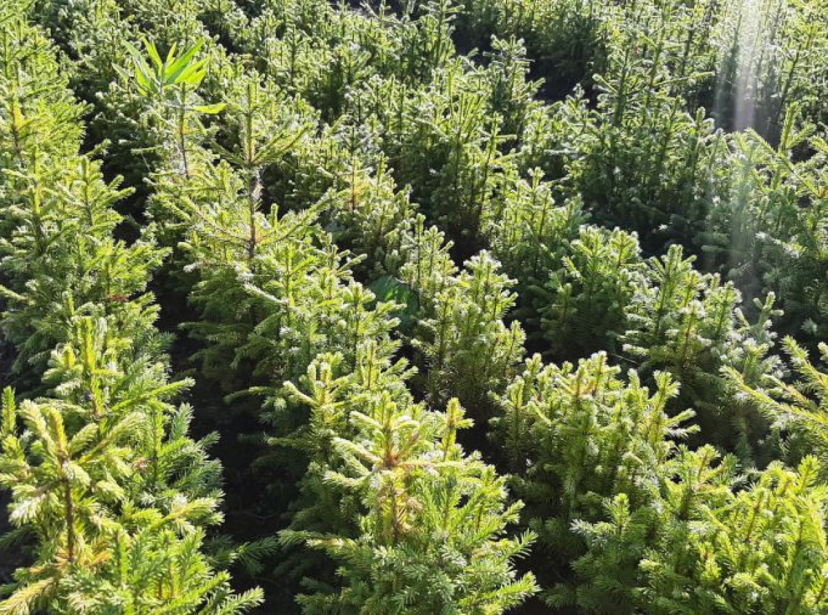 Фото: Алексей Зарецкий