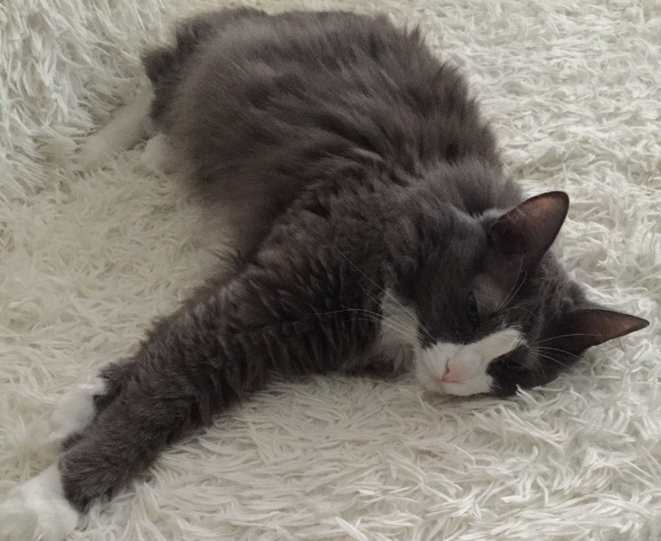 С заботой о своих питомцах