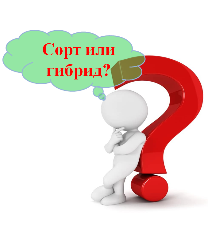 Что выбрать: сорт или гибрид?