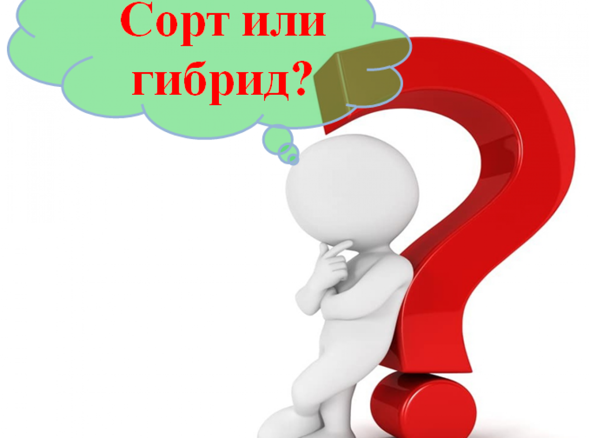 Что выбрать: сорт или гибрид?