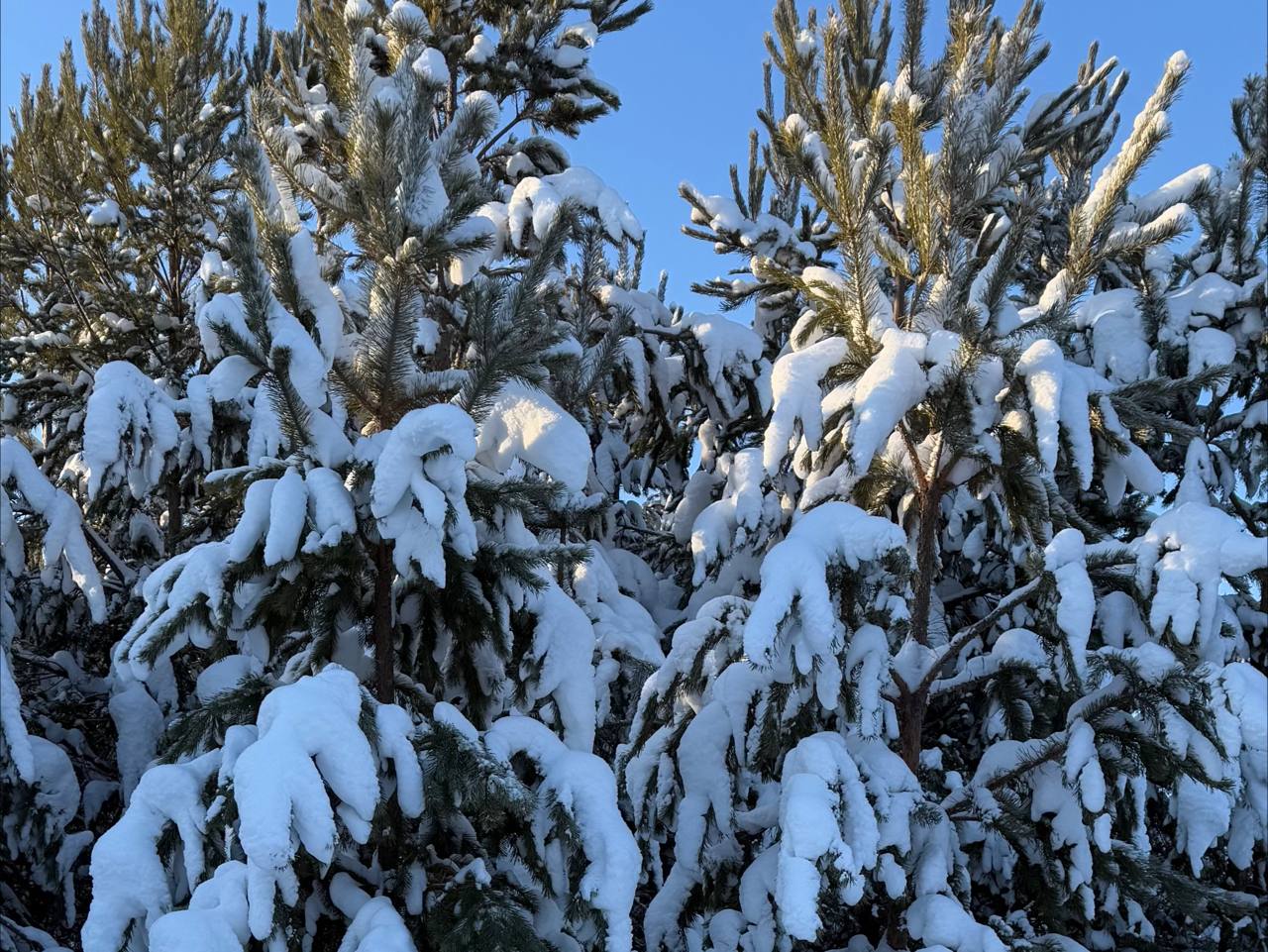 Погода не балует: идут морозы до -42 градусов 