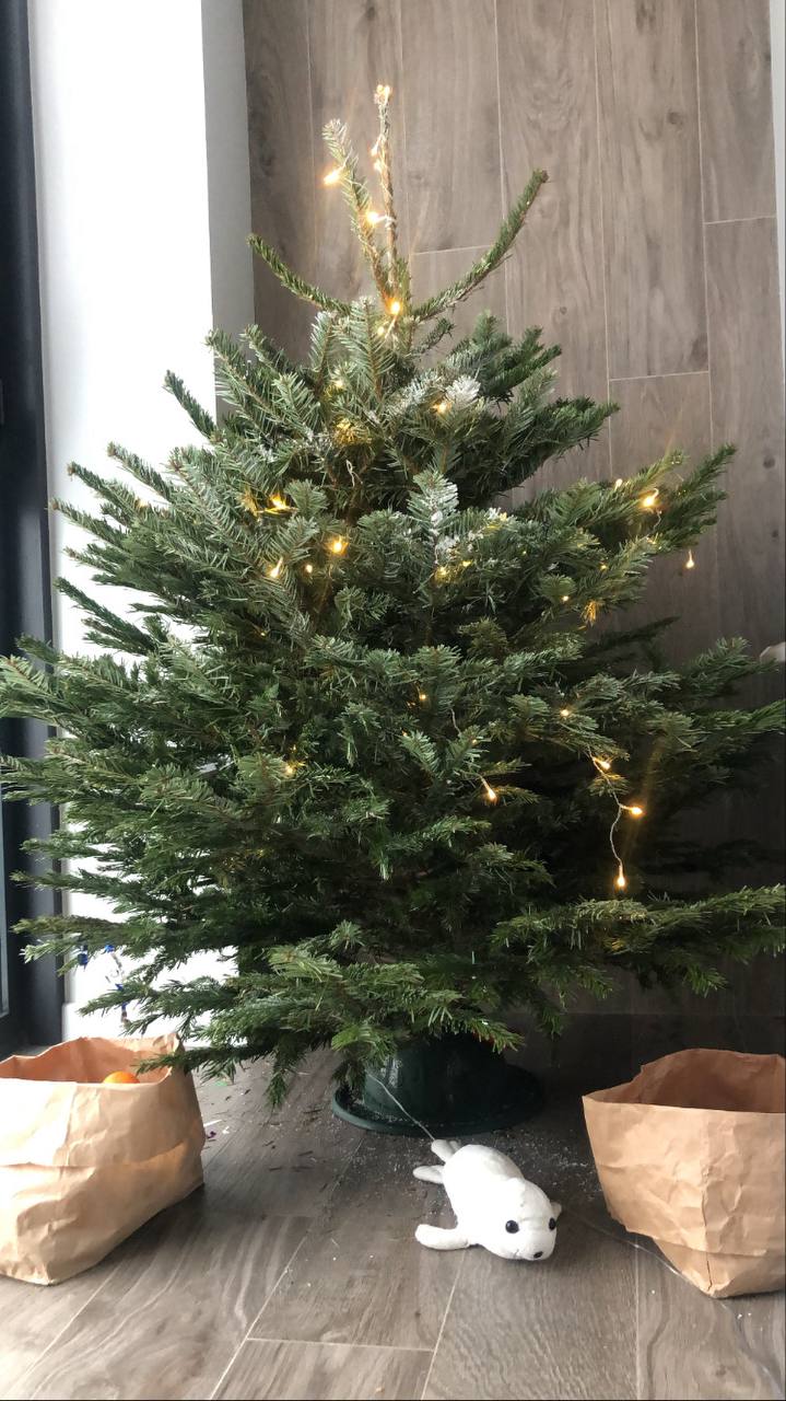 Как утилизировать хвойные деревья?