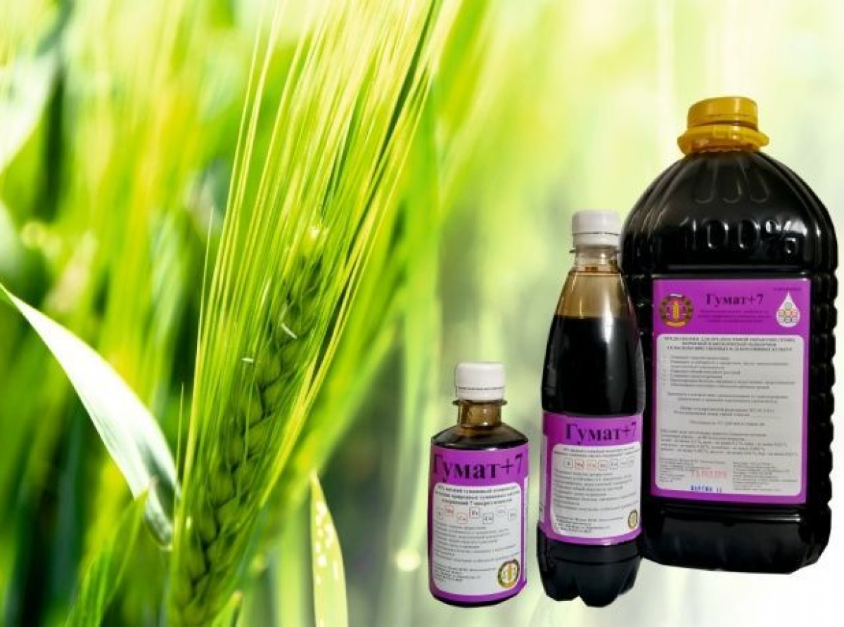 Фото предоставлено автором