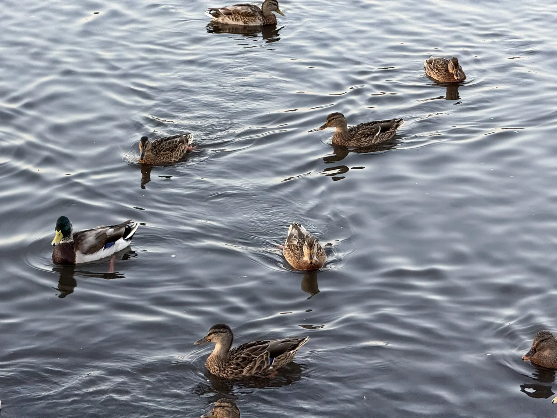 От курицы до человека
