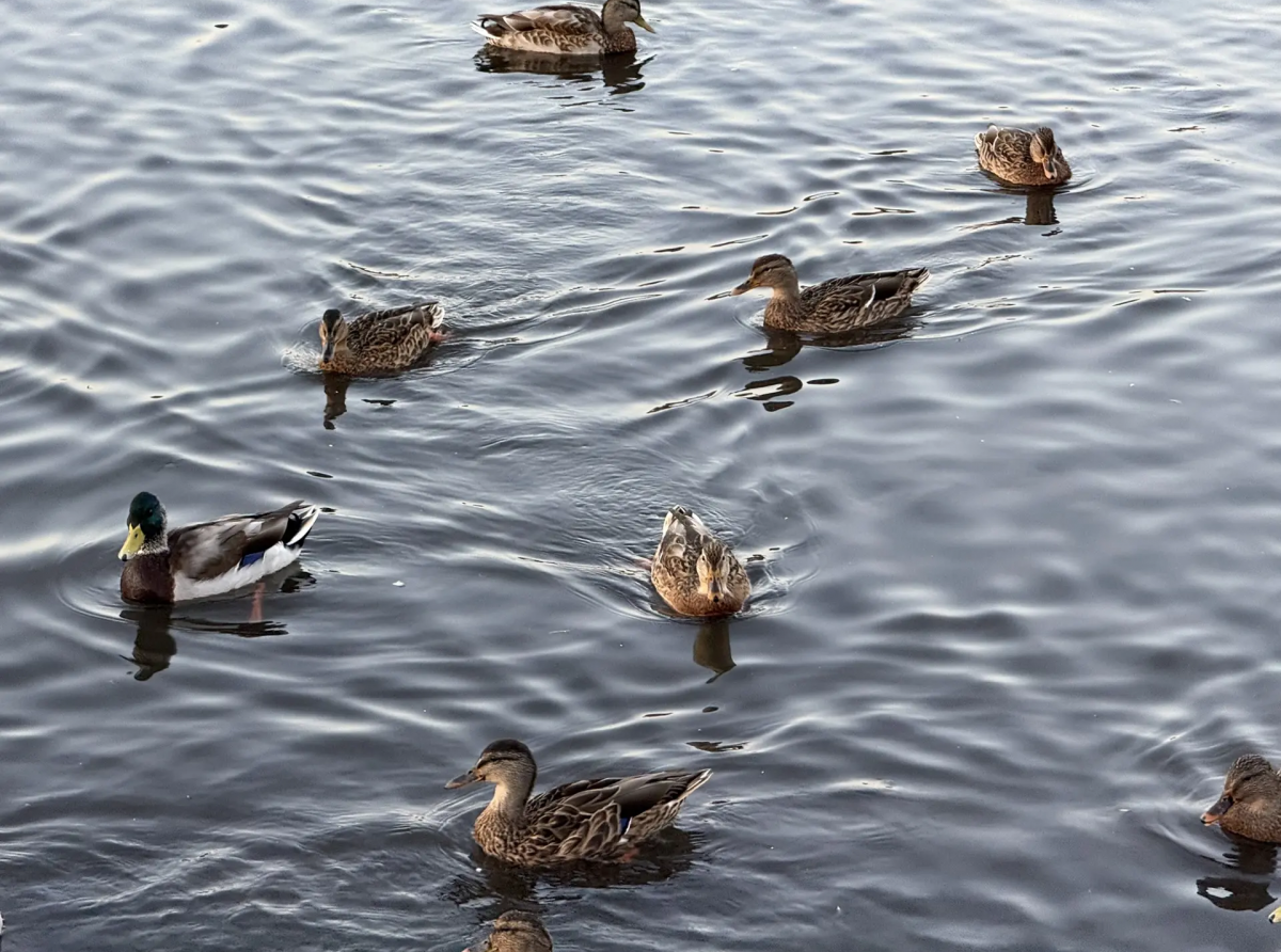 Фото: Анна Мантурова