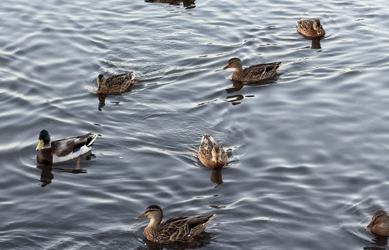 Фото: Анна Мантурова