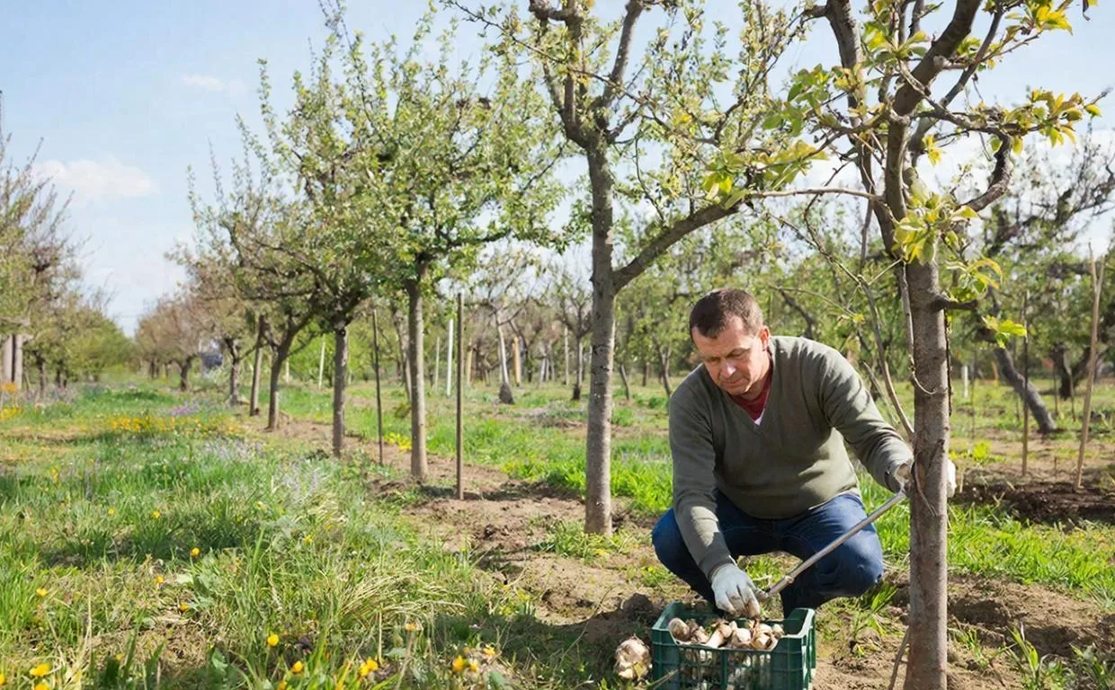 Прививка - эффективный способ размножения плодовых деревьев