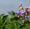 Фитофтора, что это за болезнь?