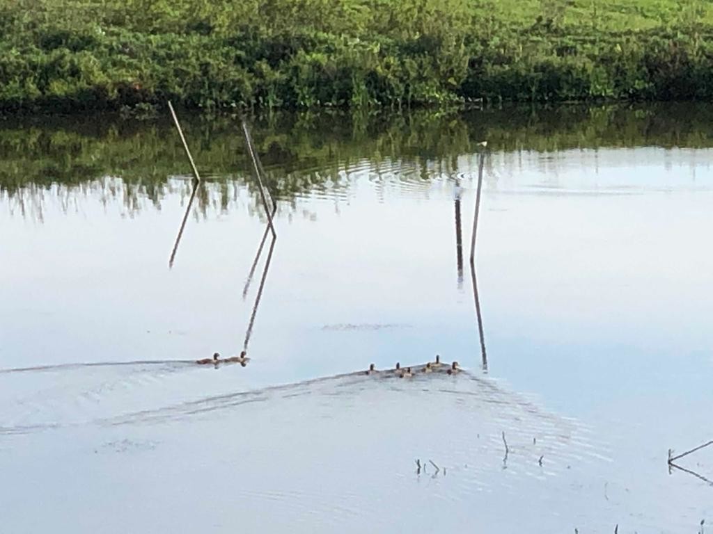 Артемовские охотники готовят ружья: скоро открытие