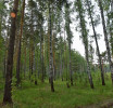 Фото ДИП Свердловской области. Особый противопожарный режим в лесах области продолжает действовать.