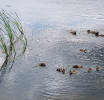 Выводки утки в начале лета. Фото: Василий Ергашев.